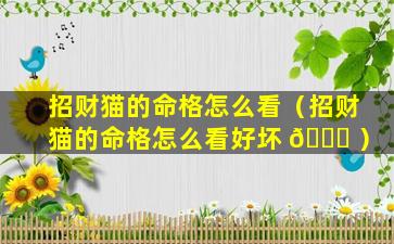 招财猫的命格怎么看（招财猫的命格怎么看好坏 🐈 ）